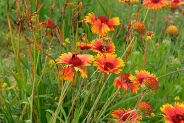 Flowers of Gaillardia is growing in garden. Perennial ornamental plant. Brightly colored flowers in meadow. Sunny day.