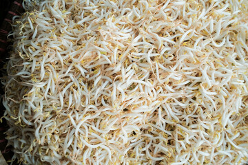 Fresh bean sprouts (tauge) with crisp white stems and yellow tips, showcasing their natural freshness and raw texture. A common ingredient in various dishes