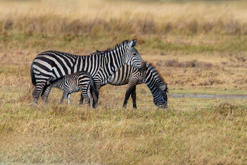 A zebra foal nursing from its mother while another zebra grazes nearby in the African savanna