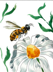 Bee and flower. Hand drawn watercolour illustration