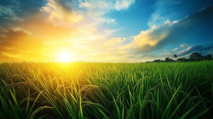 Fototapeta premium Closeup of vibrant green paddy fields in the morning