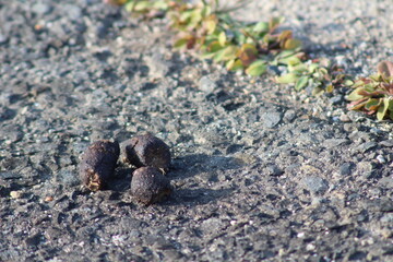 三つの黒いうんちが語る物語