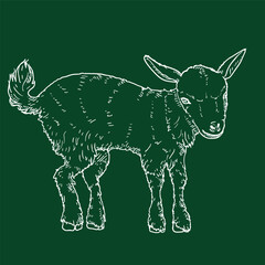 Sketch Baby Goat. Vector Side View Illustration