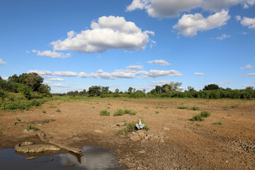Nilkrokodil und Afrikanischer Graureiher / Nile crocodile and Grey heron / Crocodylus niloticus et Ardea cinerea