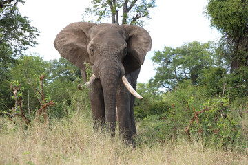 Afrikanischer Elefant / African elephant / Loxodonta africana