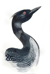Naklejka premium Loonie duck. Hand drawn watercolour illustration