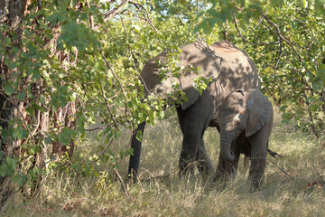 Afrikanischer Elefant / African elephant / Loxodonta africana