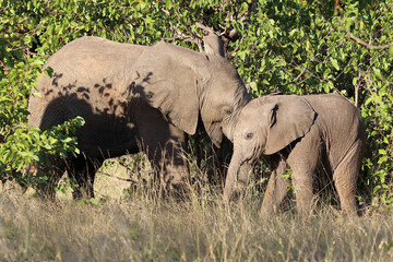 Afrikanischer Elefant / African elephant / Loxodonta africana