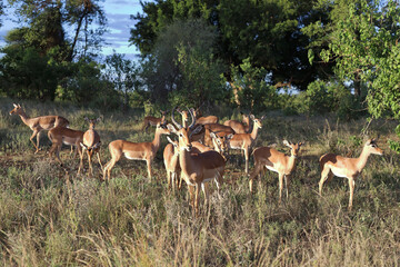 Schwarzfersenantilope / Impala / Aepyceros melampus.