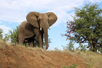 Afrikanischer Elefant / African elephant / Loxodonta africana