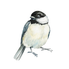 Watercolor tit bird. Artistic bird painting with adorable black capped chickadees small songbirds perched on tree branch