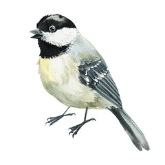 Obraz premium tit bird, hand painted wildlife illustration with cute black capped chickadee birds in realistic watercolor style