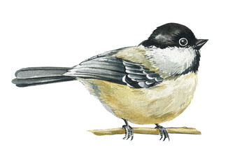 watercolor bird illustration with black capped chickadee songbirds sitting on branch isolated on white background