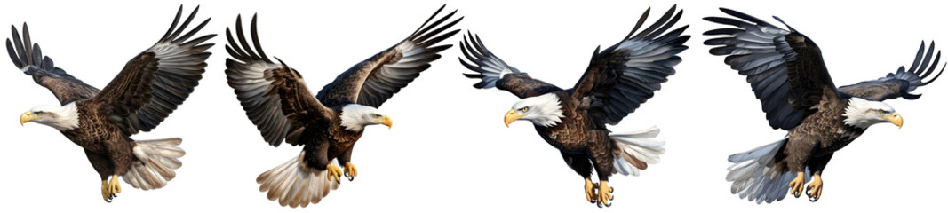 Fototapeta premium Flying bald eagle with wings spread in motion on transparent background