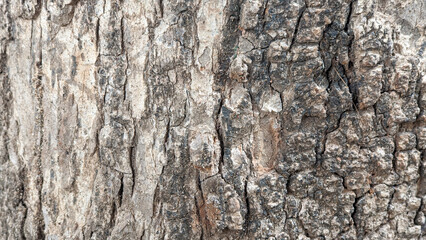 The intricate bark of a tree provides a detailed close up image