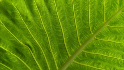 A close up picture of a large green leaf with veins