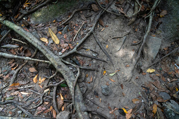 Detailed view of tangled roots and autumn leaves blending into the forest floor's texture. Background for your product