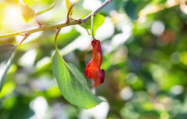 berries pecked from the cherry tree because of the birds. Damage to fruit trees by birds, close-up
