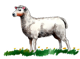 Standing white sheep. Hand drawn watercolour illustration