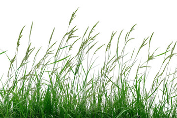 Green grass blades lawn swaying isolated on transparent white background