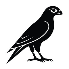 Falcon Vector Illustration