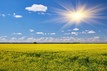 Obraz premium Yellow Rapeseed Field