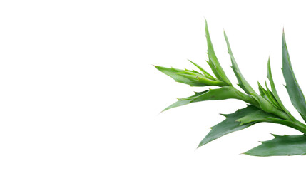 Fototapeta premium Vibrant green plant leaves, lush foliage arranged artistically, ideal for nature-themed designs or wellness content. Isolated on white background or PNG