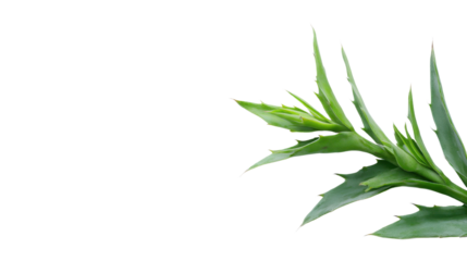 Vibrant green plant leaves, lush foliage arranged artistically, ideal for nature-themed designs or wellness content. Isolated on white background or PNG