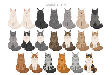 Maine Coon Cat clipart. All coat colors set.  All cat breeds characteristics infographic. Vector illustration © a7880ss
