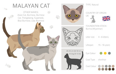 Malayan Cat clipart. Asian Cat, Burmese. All coat colors set.  All cat breeds characteristics infographic. Vector illustration