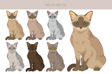 Malayan Cat clipart. Asian Cat, Burmese. All coat colors set.  All cat breeds characteristics infographic. Vector illustration