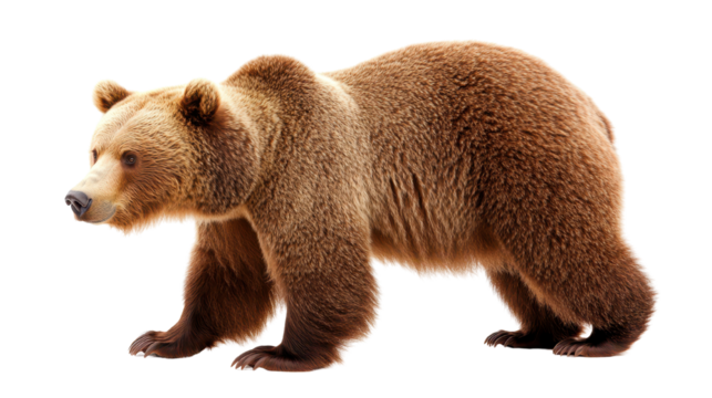 Brown bear walking, large furry animal with strong limbs, showcasing wildlife in natural habitat, open space for text. Isolated on white background or PNG