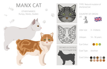 Manx Cat clipart. All coat colors set.  All cat breeds characteristics infographic. Vector illustration