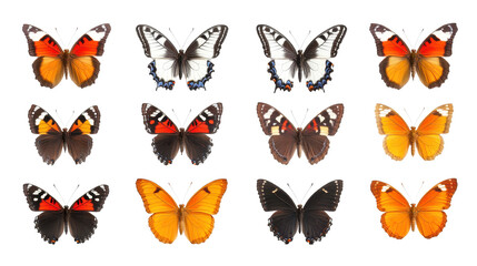 Colorful butterfly collection, various species in vibrant hues, showcasing beauty of nature, ideal for design and decoration. Isolated on white background or PNG