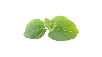 Fresh green leaves, vibrant herbal foliage, ideal for culinary use or natural remedies, with spacious background for text. Isolated on white background or PNG