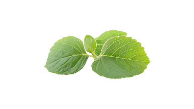 Fresh green leaves, vibrant herbal foliage, ideal for culinary use or natural remedies, with spacious background for text. Isolated on white background or PNG