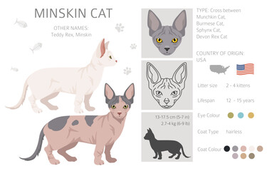 Minskin Cat clipart. Munchkin, Burmese, Sphynx, Devon Rex cross. All coat colors set.  All cat breeds characteristics infographic. Vector illustration