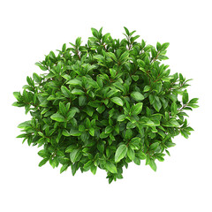 Obraz premium Lush green topiary bush rendered as a perfect sphere isolated on a crisp transparent background for gardening visuals.