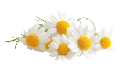Fresh daisies arranged beautifully, vibrant yellow centers with delicate white petals, great for brightening up any space. Isolated on white background or PNG