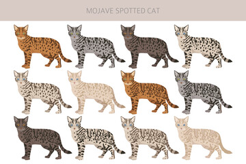 Mojave Spotted Cat clipart. Bengsl and American polydactyil mix cross. All coat colors set.  All cat breeds characteristics infographic. Vector illustration
