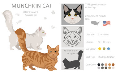 Munchkin Cat clipart. All coat colors set.  All cat breeds characteristics infographic. Vector illustration