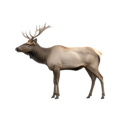 Fototapeta premium Majestic Elk Standing in Nature