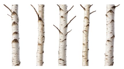 Tall slender trees with white bark, natural beauty of a peaceful forest, ideal for nature themes or calming backgrounds. Isolated on white background or PNG