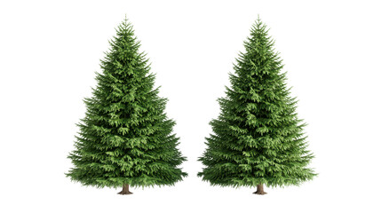 Two lush green Christmas trees, vibrant foliage, festive decoration potential, ideal for holiday celebration settings. Isolated on white background or PNG