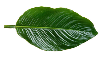 Obraz premium Green leaf, vibrant tropical foliage with smooth texture and intricate veins, ideal for nature-themed designs or backgrounds. Isolated on white background or PNG
