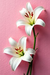 Obraz premium White lily blooms on a textured pink background, flower, bloom