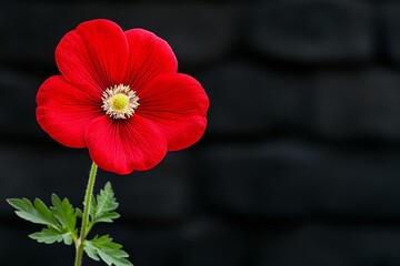 Cosmos flower isolated on transparent background