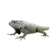 Obraz premium Green Iguana with Unique Features on White Background