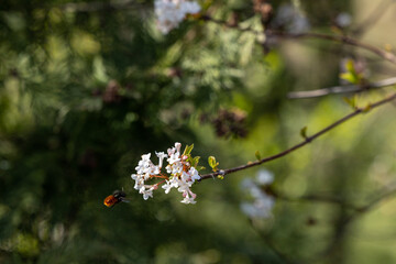Flowering tree branch and bee flying to flowers