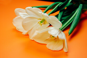 Obraz premium White tulips on an orange background.